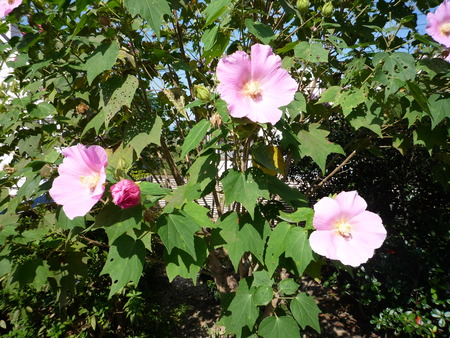 秋の庭木と花