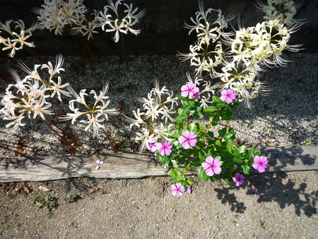秋の庭木と花