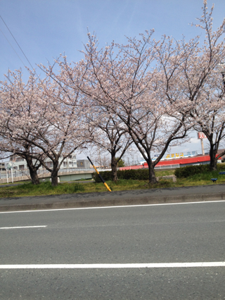 春ですわねー
