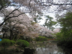 お花見