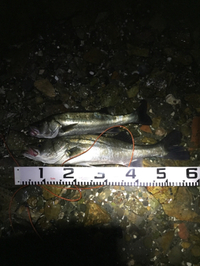 浜名湖 ナイター 2018/10/23 10:36:47