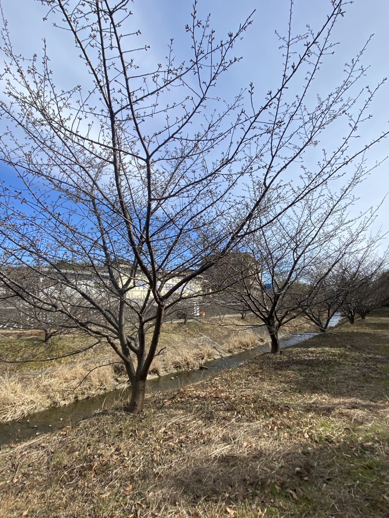 大山町の河津桜見られず残念！