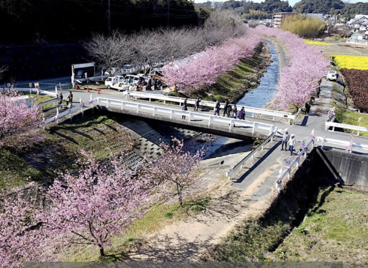 大山町の河津桜見られず残念！