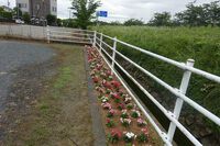 花の植替えと大掃除をしました。 2024/06/03 06:56:59