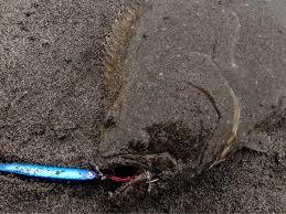 シャルダス14　浜名湖の釣り情報、浜名湖のルアー情報、奥浜名湖の釣りa