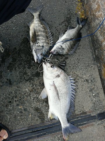 朝からアタリ連発 浜名湖の釣り情報 黒鯛 キビレ シーバス 浜名湖つりセンター 浜名湖 釣り情報 ルアー情報 釣り場 ポイント ブログ 奥浜名湖 釣り公園