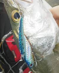 アイアンマービー　７０　シーバス釣り浜名湖の釣り情報、浜名湖のルアー情報、奥浜名湖の釣り