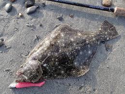 ビーチウォー ジャンゴ　　a浜名湖の釣り情報、浜名湖のルアー情報、海釣公園