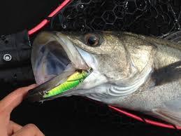 スパロー　１０ｇ　１４ｇ　２０ｇ　２６ｇ aシーバス釣に浜名湖の釣り情報、浜名湖のルアー情報,海釣り公園、
