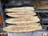 本日の白焼・ 2024/12/08 09:30:00