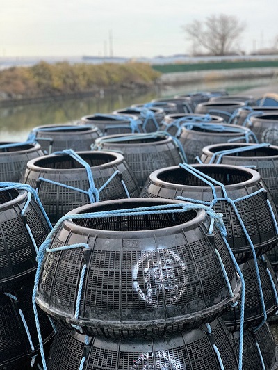 浜名湖うなぎ年内最終出荷 浜名湖うなぎ年内最終出荷