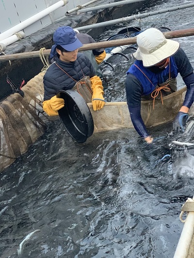浜名湖うなぎ年内最終出荷 浜名湖うなぎ年内最終出荷