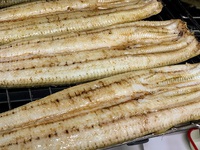 本日の白焼・焼き上がりました 2024/12/13 10:38:10