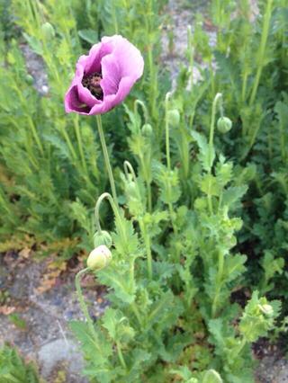 おなたの花庭は大丈夫？