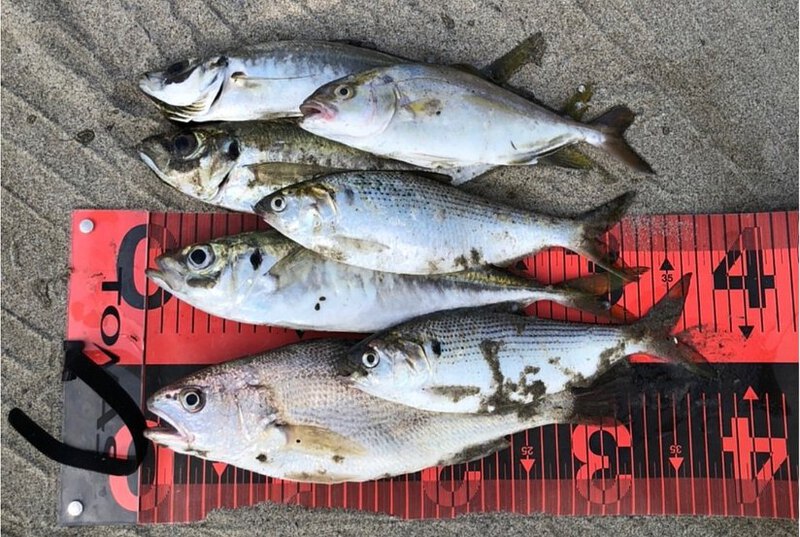 今年の浜はデカアジ祭り