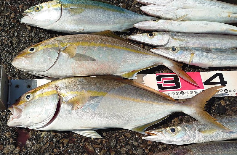 エサ釣りで安定のカマス、泳がせ釣りでカンパチ、ルアーはワカナゴ