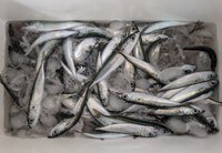 サビキ釣りの小サバ好調、エサ釣りで大型アオリイカ