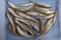 前浜のシロギス釣れ始めました