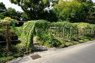 みどりの夏まつり開催のお知らせ