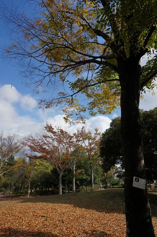 みどり～なの紅葉
