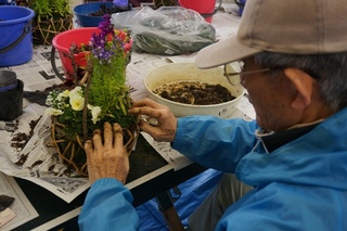 サクラの寄せ植え