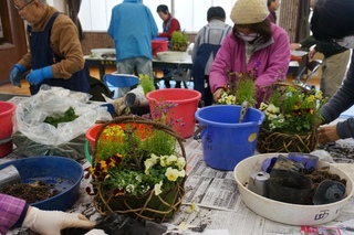 サクラの寄せ植え