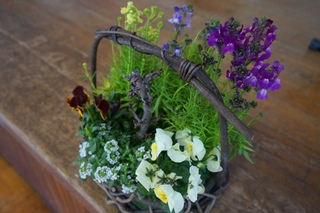 サクラの寄せ植え