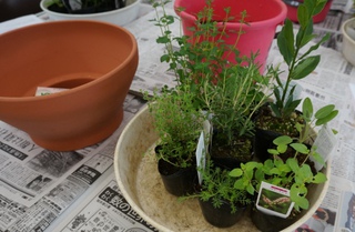 鉢で育てるハーブの寄せ植え