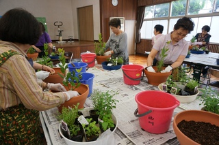 鉢で育てるハーブの寄せ植え