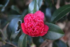 万葉の森公園椿まつり