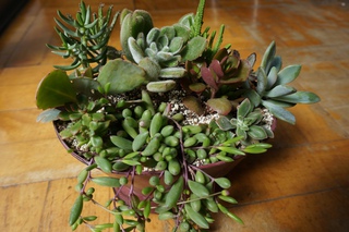 多肉植物の寄せ植え教室2013