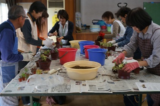 多肉植物の寄せ植え教室2013