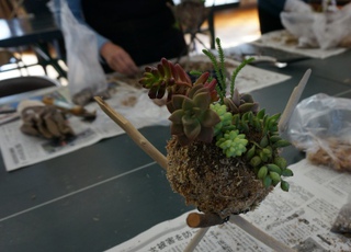 多肉植物の寄せ植え2014