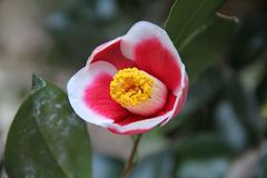 万葉の森公園椿まつり