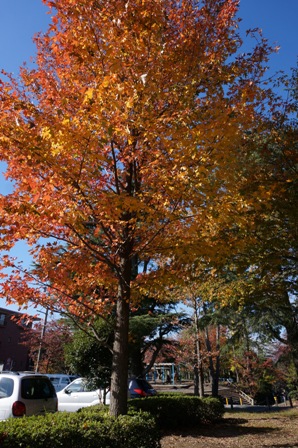 和地山公園の紅葉