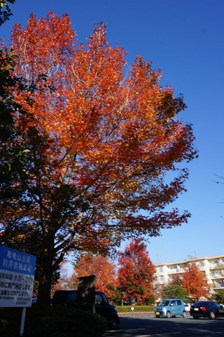 和地山公園の紅葉