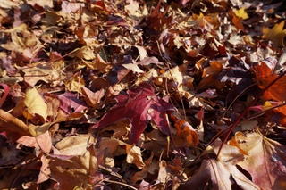 和地山公園の紅葉