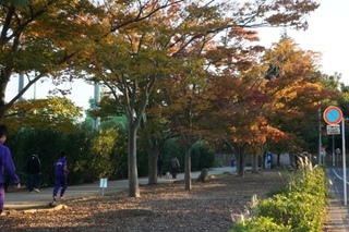 和地山公園の紅葉