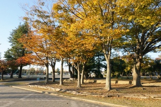 和地山公園の紅葉