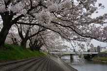船越公園の桜