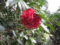 万葉の森公園のもみじまつり