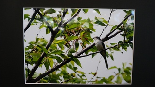 2月のギャラリーは野鳥写真展