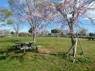 しだれ桜