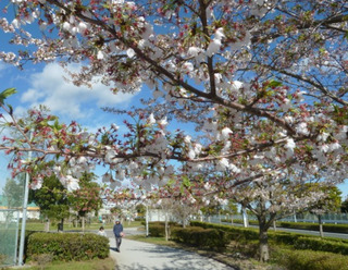 しだれ桜