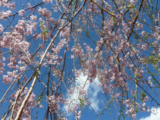 しだれ桜