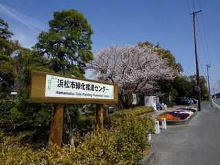 みどり～なの桜3月30日