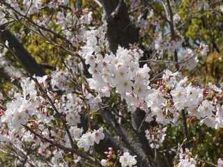 みどり～なの桜3月30日