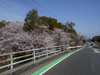 みどり～なの桜3月30日