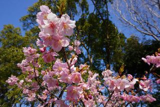 ３月４日のみどり～な　