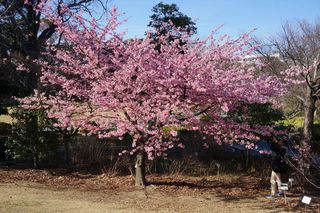 ３月４日のみどり～な　